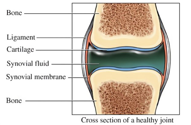 healthy joint